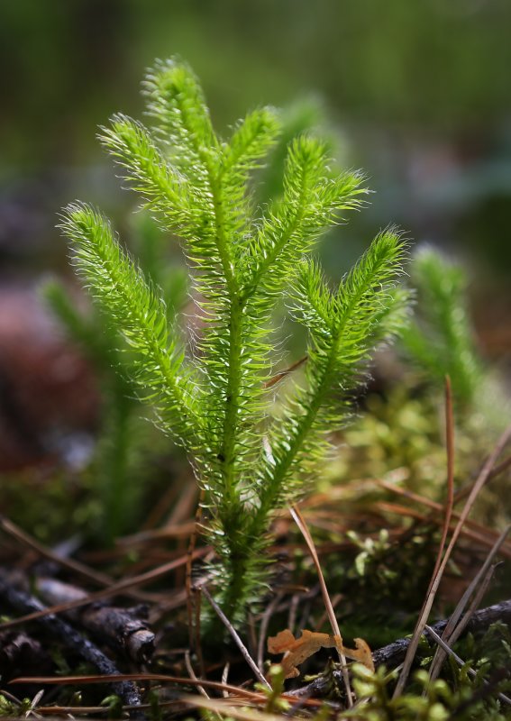 Плаун годичный (Lycopodium annotinum)