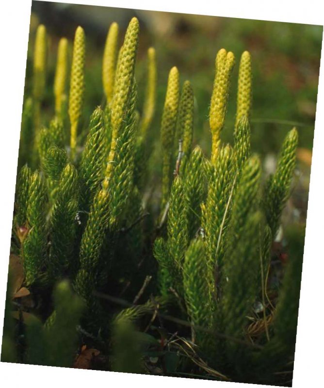 Плаун годичный (Lycopodium annotinum)