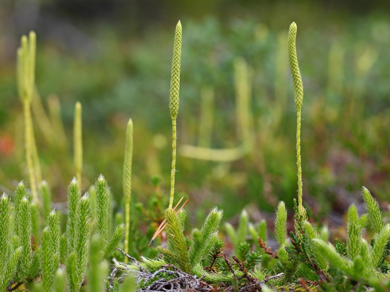 Плаун годичный (Lycopodium annotinum)