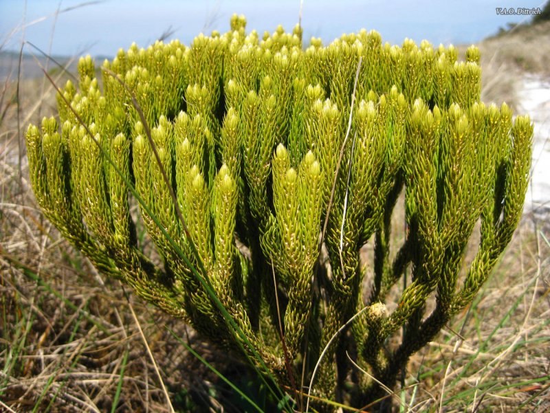 Плаун годичный (Lycopodium annotinum)
