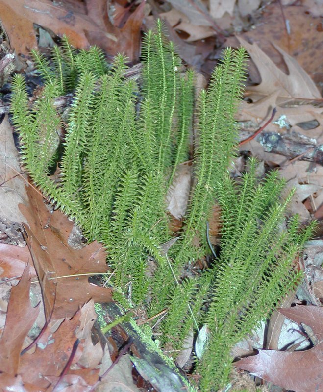 Huperzia selago