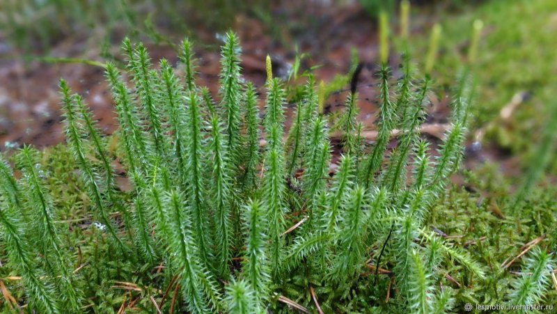 Lycopodium clavatum l