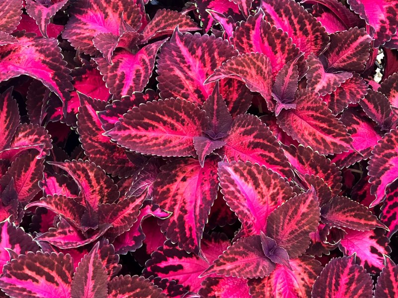 Колеус Purple