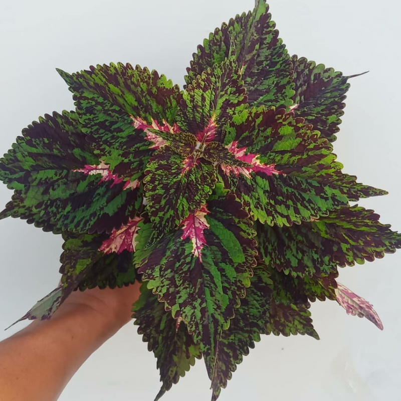 Колеус Ренельта Coleus rehneltianus
