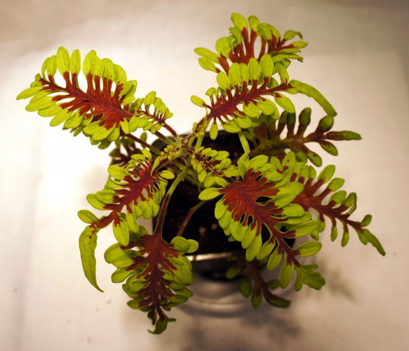 Колеус Coleus Combat