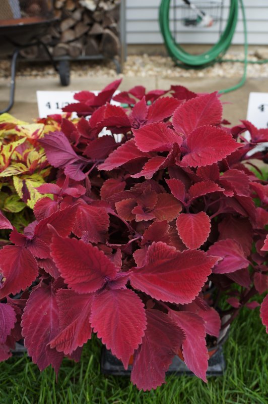 Колеус Ренельта Coleus rehneltianus