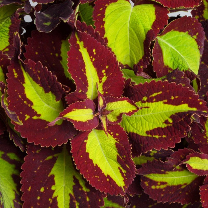 Колеус Ренельта Coleus rehneltianus