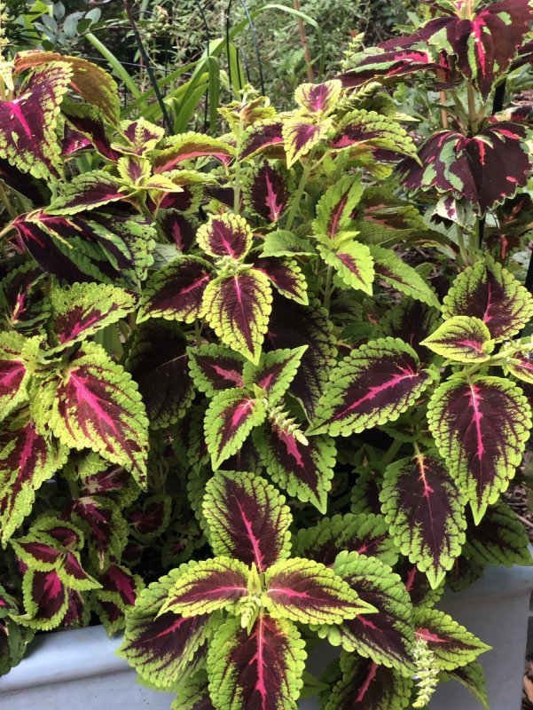 Колеус curly Magenta