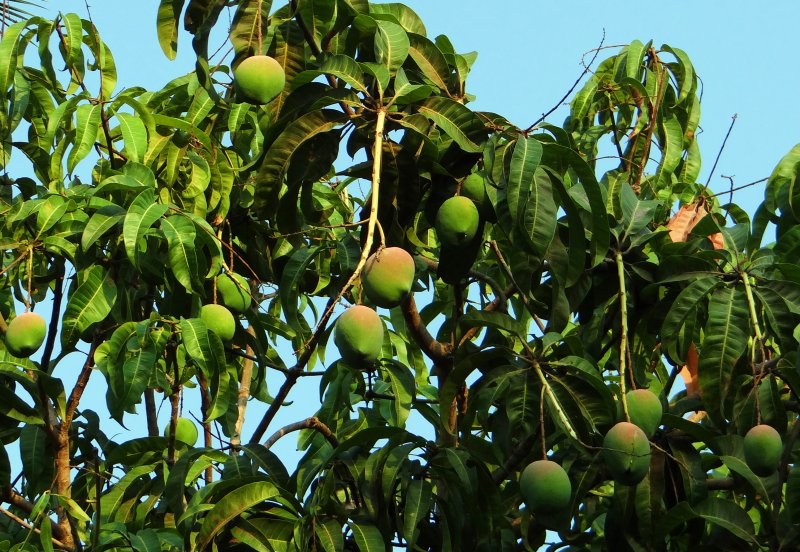 Манго индийское (Mangifera Indica)