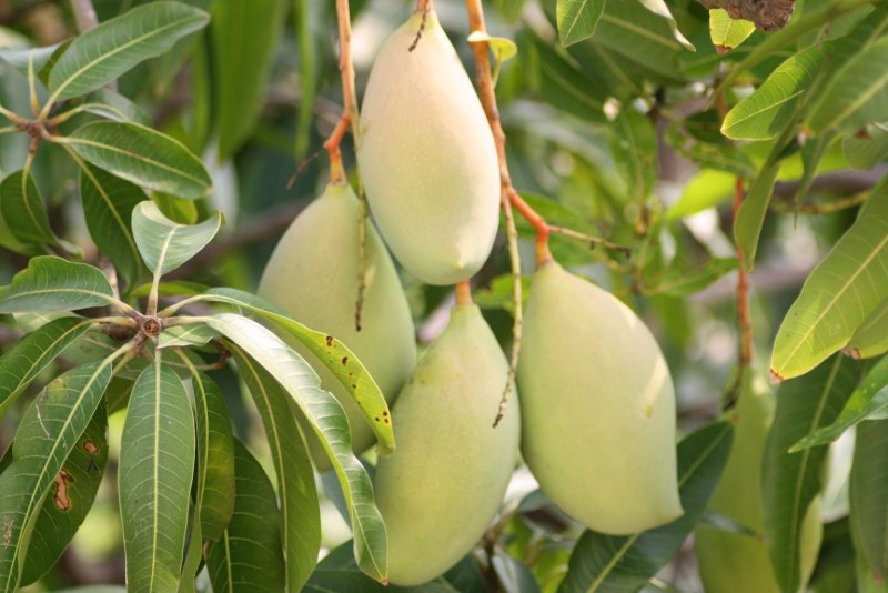 Манго индийское (Mangifera Indica)