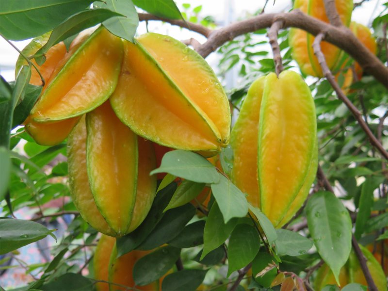 Карамбола фрукт