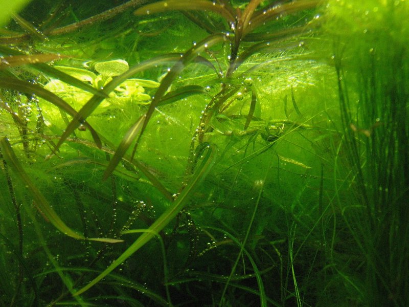 Пресноводные нитчатые водоросли