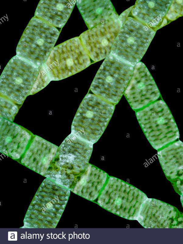 Spirogyra porticalis