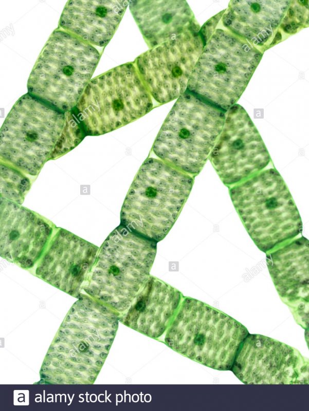 Spirogyra водоросль