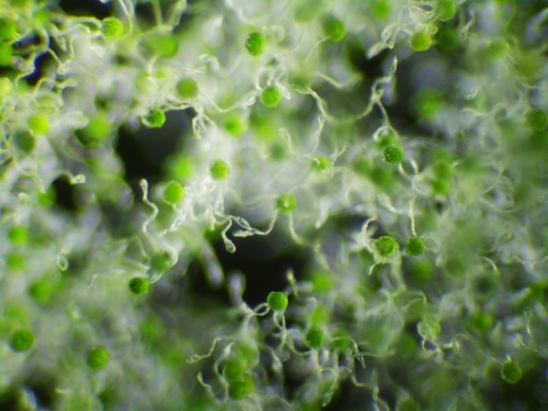 Equisetum arvense микроскоп