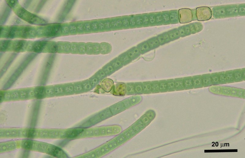 Calothrix elenkinii