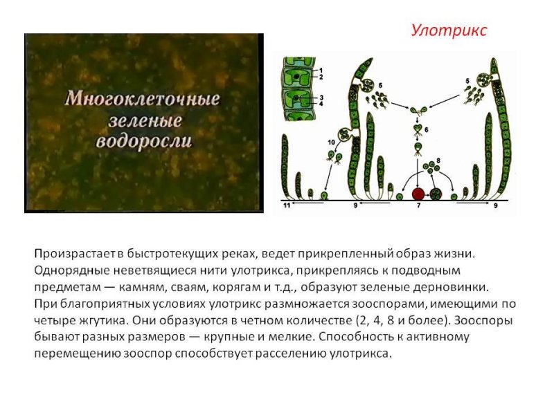 Многоклеточные зеленые водоросли улотрикс