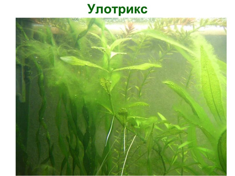 Улотрикс водоросль
