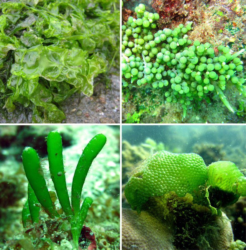 Ульвофициевые – Ulvophyceae