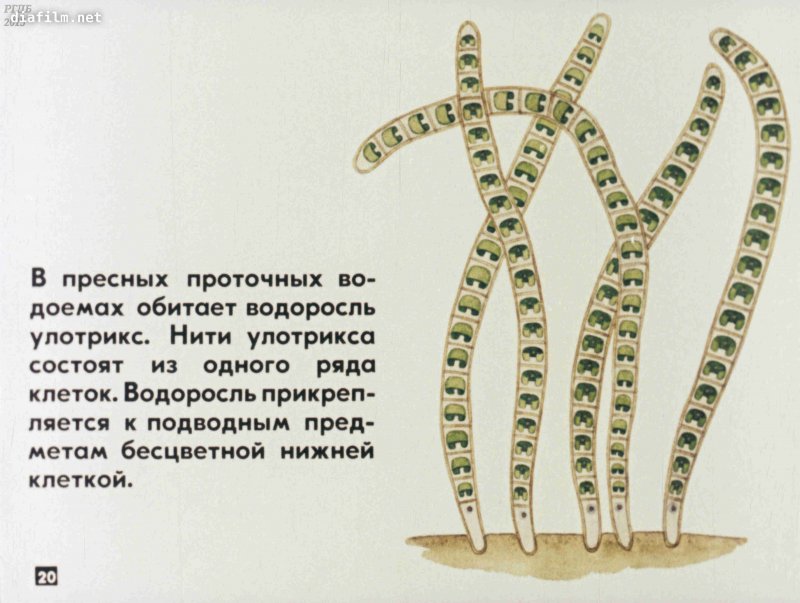 Улотрикс базальная клетка