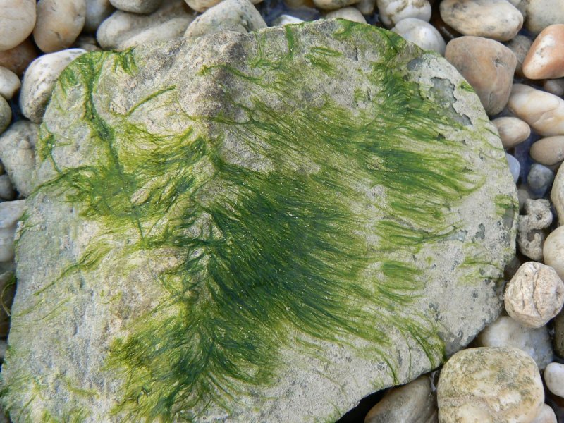 Морские растения на камнях