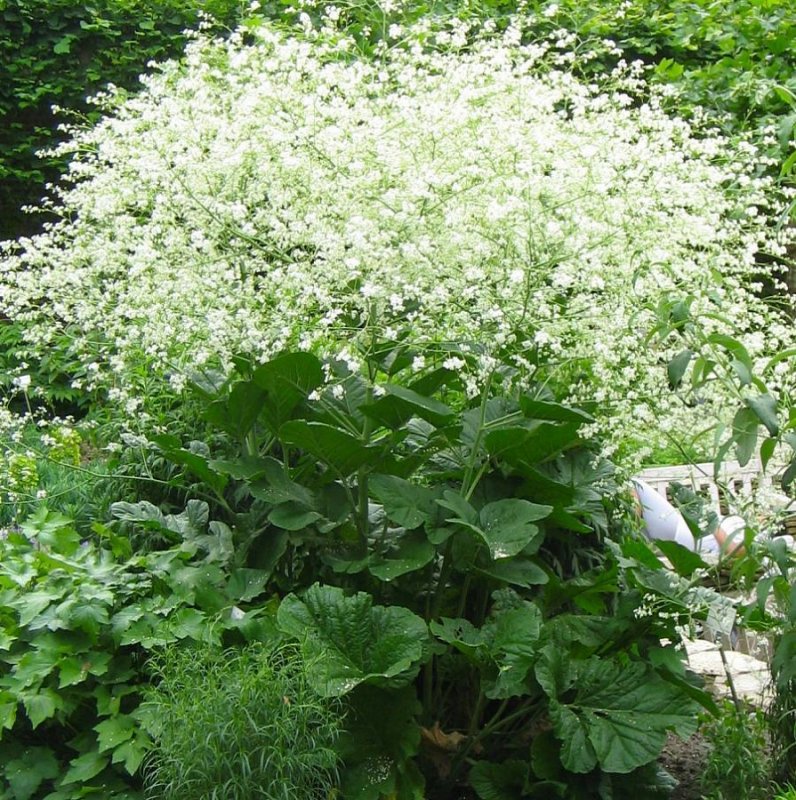 Катран Crambe cordifolia