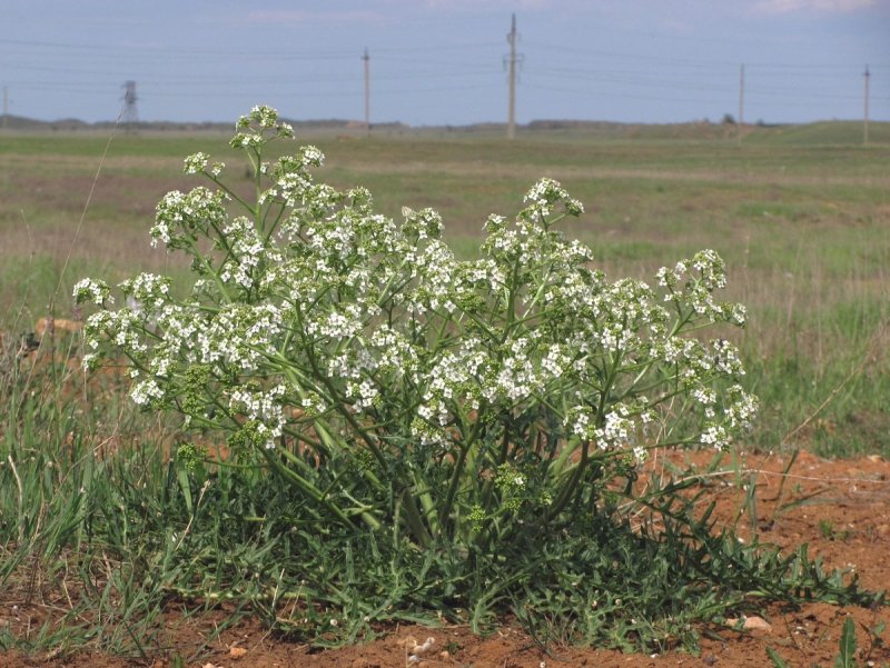 Катран Crambe maritima