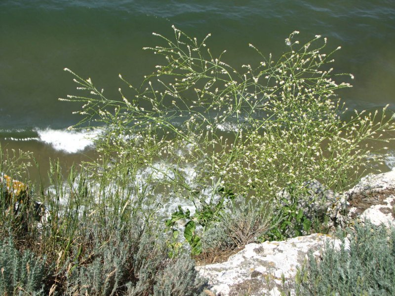 Катран Crambe maritima
