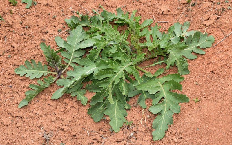 Crambe Tataria