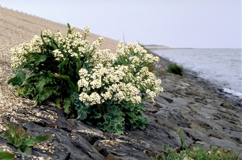 Катран крамбе