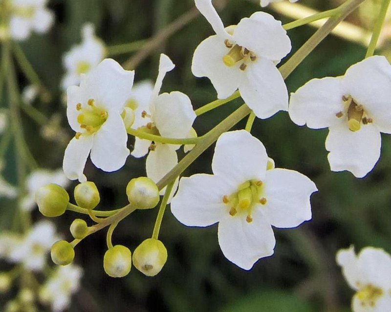 Катран Приморский Crambe maritima
