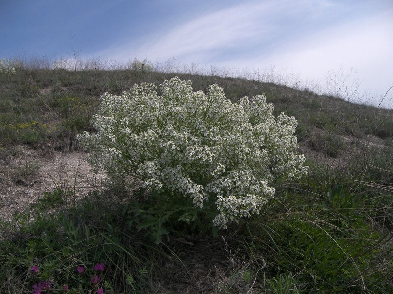 Crambe edentula