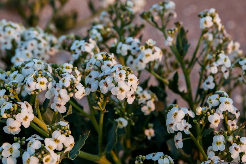 Катран Crambe cordifolia