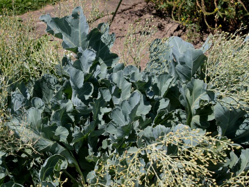 Катран Crambe maritima