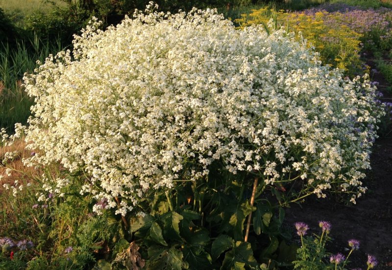 Катран сердцелистный (Crambe cordifolia)