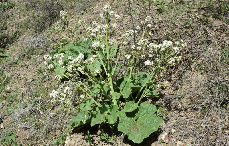 Катран кустарниковый (Crambe fruticosa)