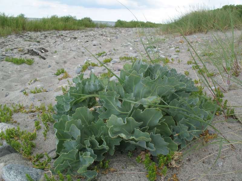 Катран Приморский Crambe maritima