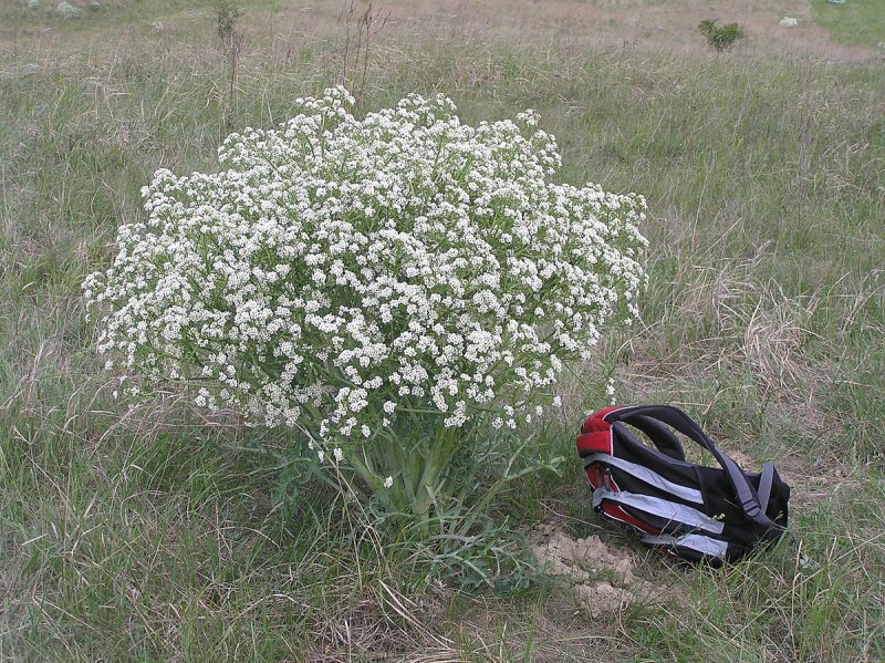 Crambe orientalis