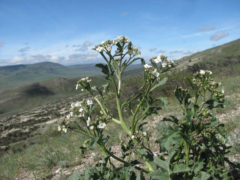 Катран татарский