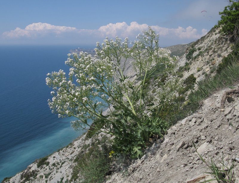 Cardamine hirsuta