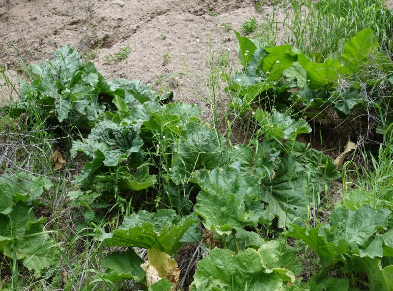 Crambe kotschyana