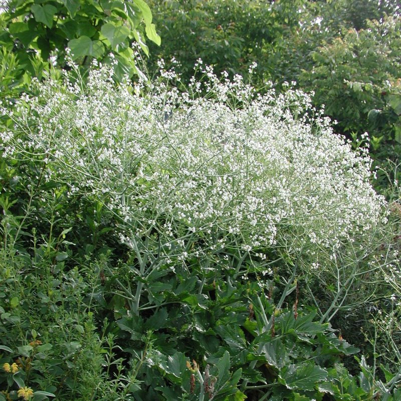 Катран сердцелистный (Crambe cordifolia)