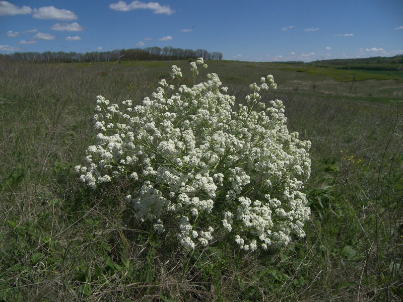 Катран Приморский Crambe maritima