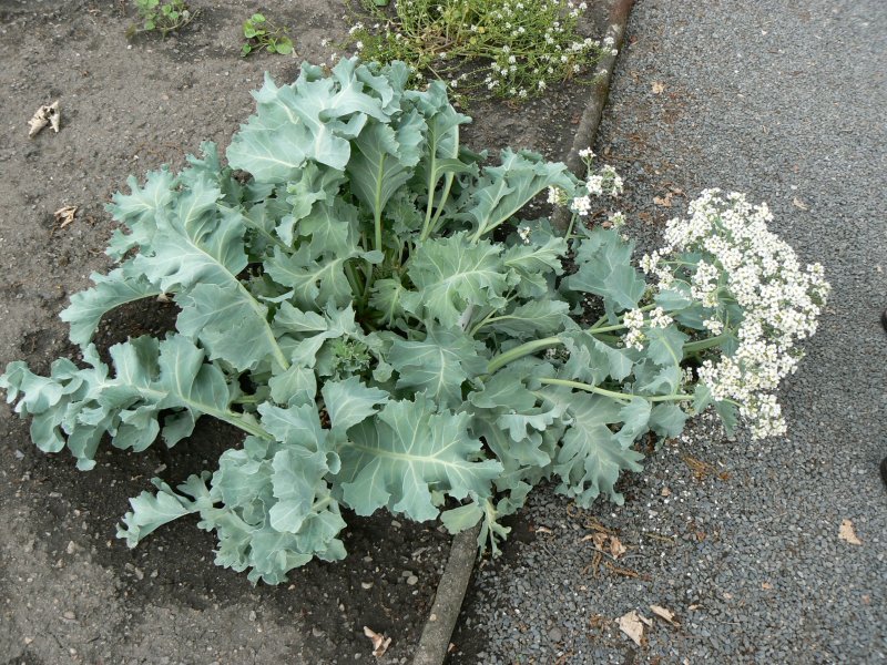 Катран Приморский Crambe maritima