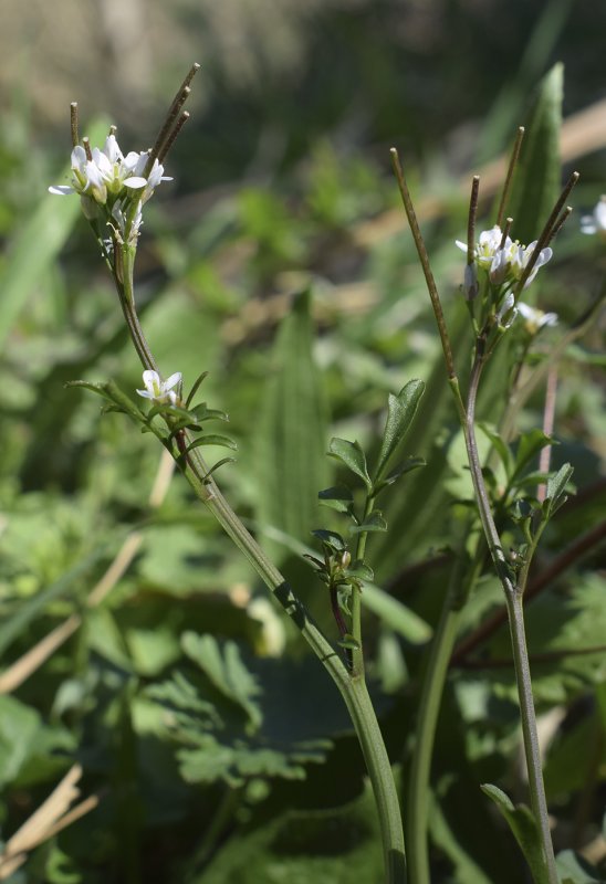 Катран Приморский Crambe maritima