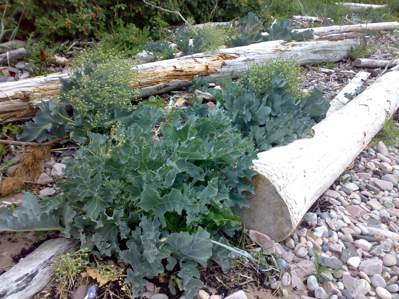Crambe maritima