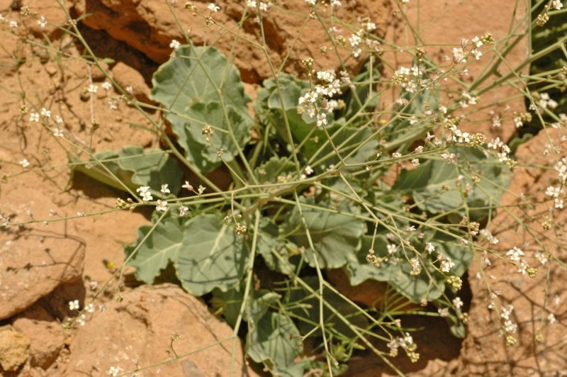 Crambe orientalis