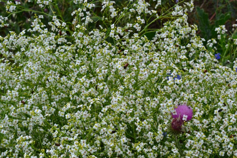 Катран татарский (Crambe Tataria)