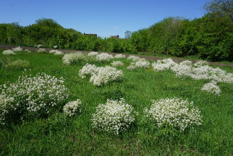 Катран татарский (Crambe Tataria)