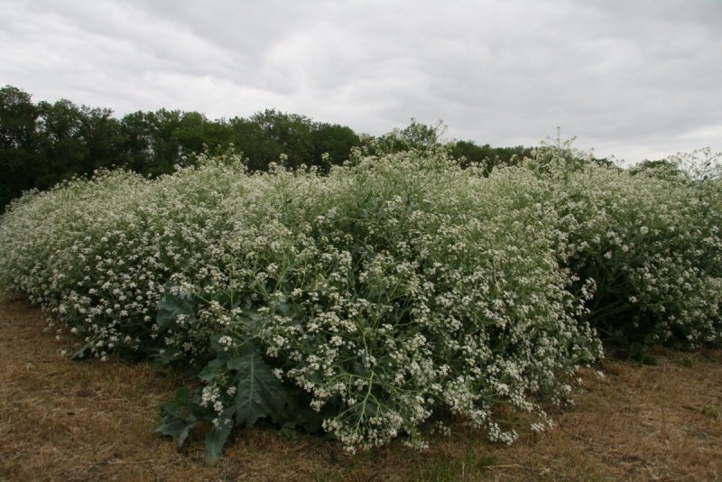 Катран кустарниковый (Crambe fruticosa)